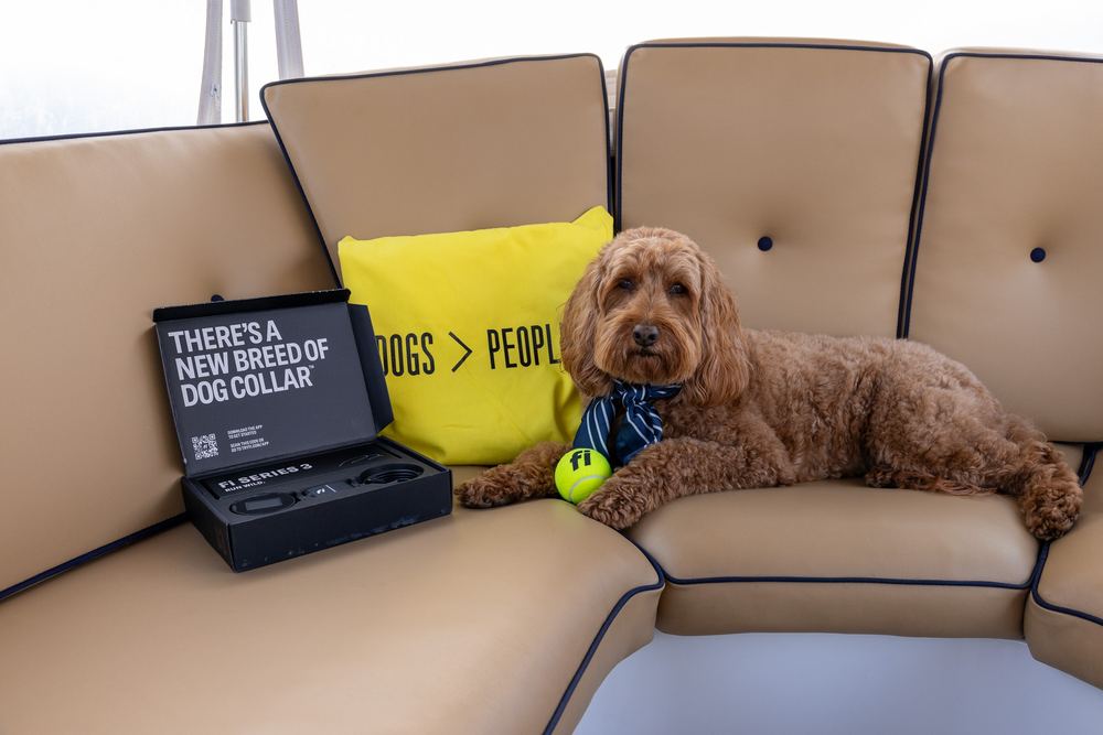 A dog aboard a Bae Boats electric boat on a Pup Package rental