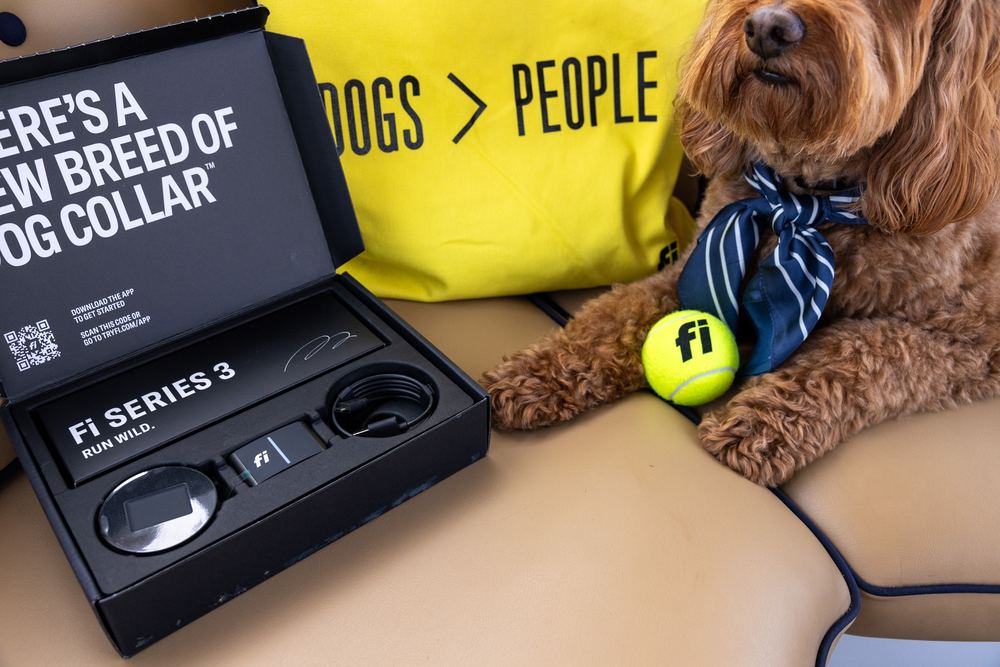 A dog aboard a Bae Boats electric boat on a Pup Package rental