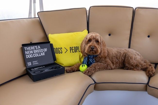A dog aboard a Bae Boats electric boat on a Pup Package rental