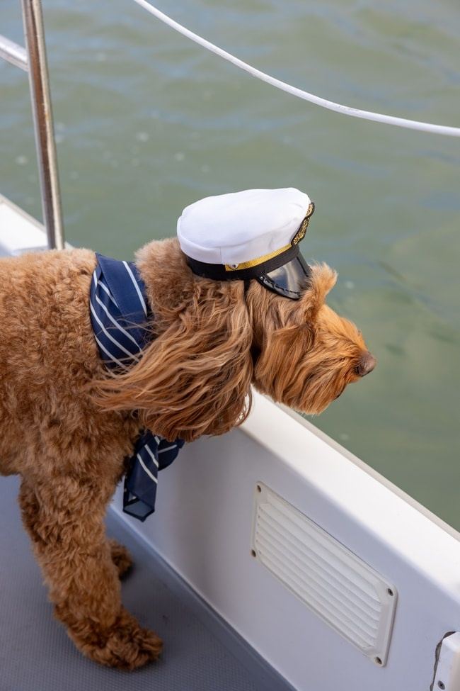 A dog aboard a Bae Boats electric boat on a Pup Package rental